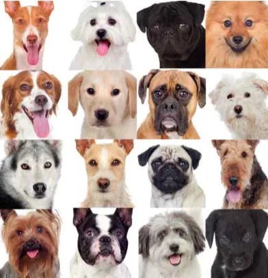 Picture of dogs.