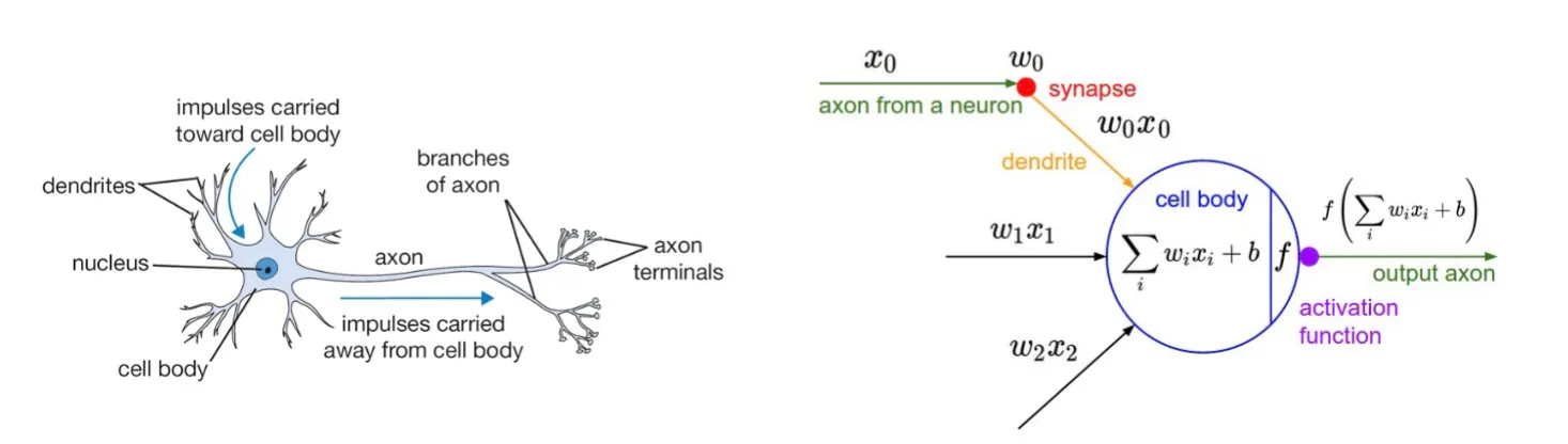 Biological Neuron and Perceptron