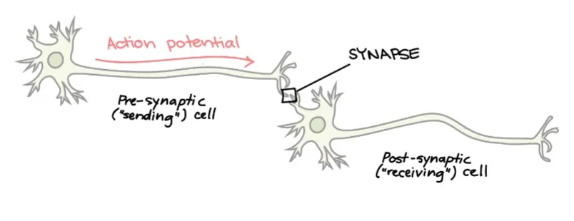 Two Neurons Connected by a Synapse